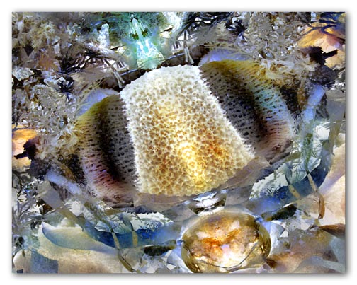 "Rechargeable Sponge" 2008