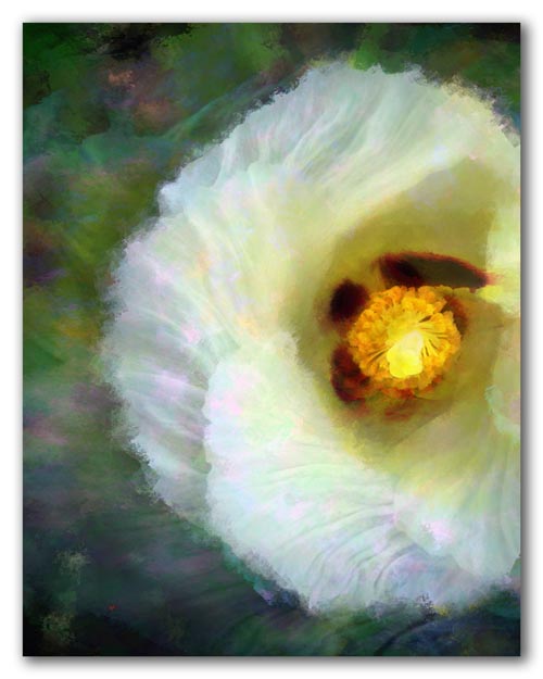 Haiti-haiti flower - 2009