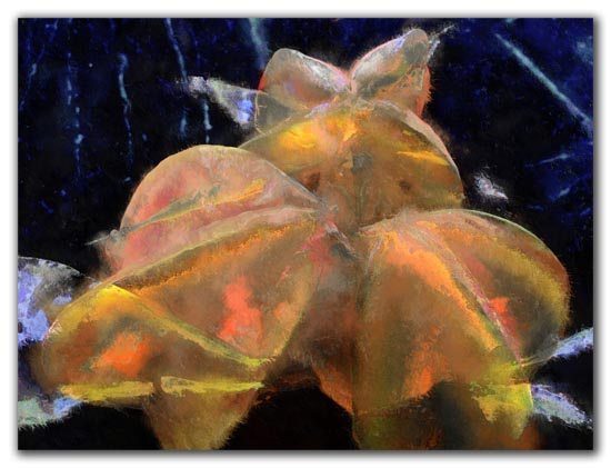 Carambola Ice - 2009