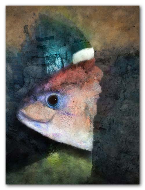 Visit of the Happy Fish - 2009