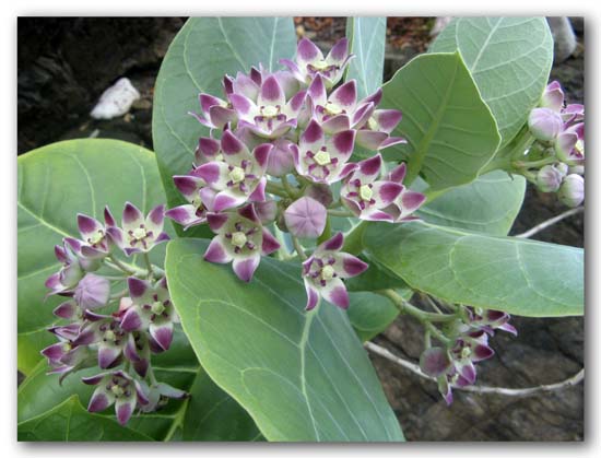 milkweed Milkweed Flower