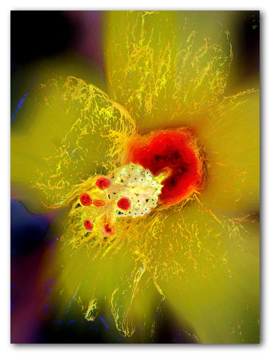 Flaming Hibiscus - 2009