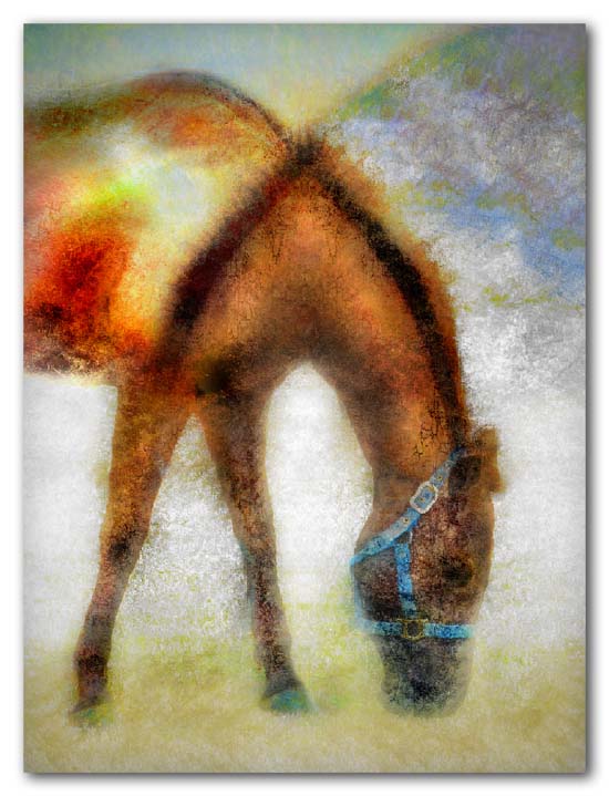 Horse of a Different Color -- 2009