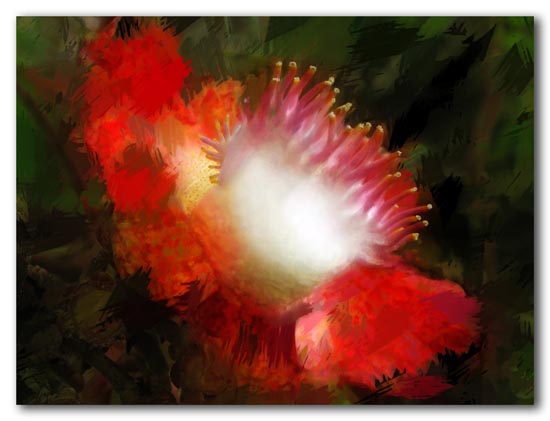 Cannonball tree flower -2009