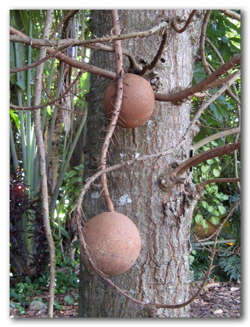 Cannonball tree fruit