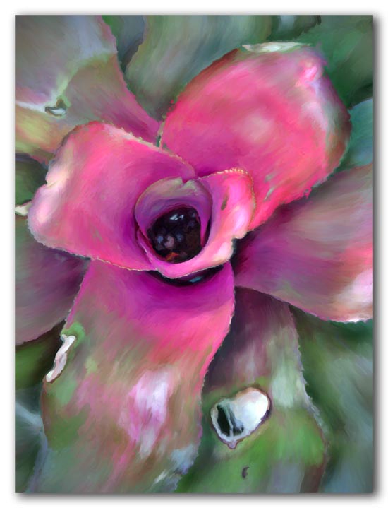 Bromeliad Beauty -- 2009