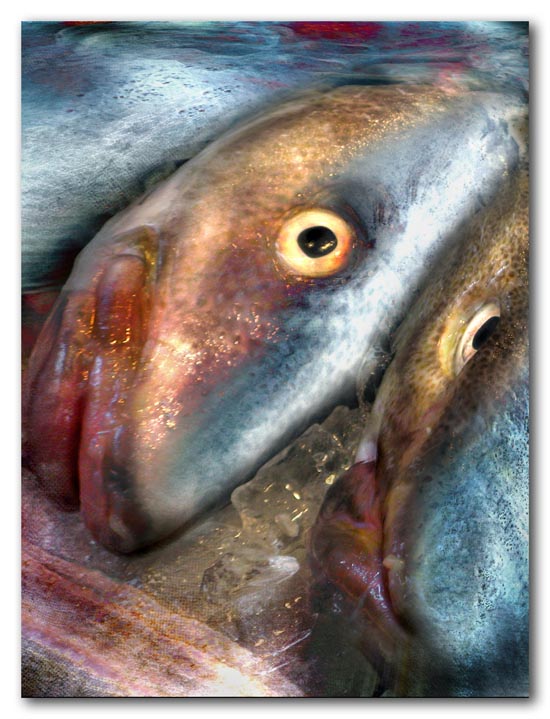 Fish for Dinner? -- 2009