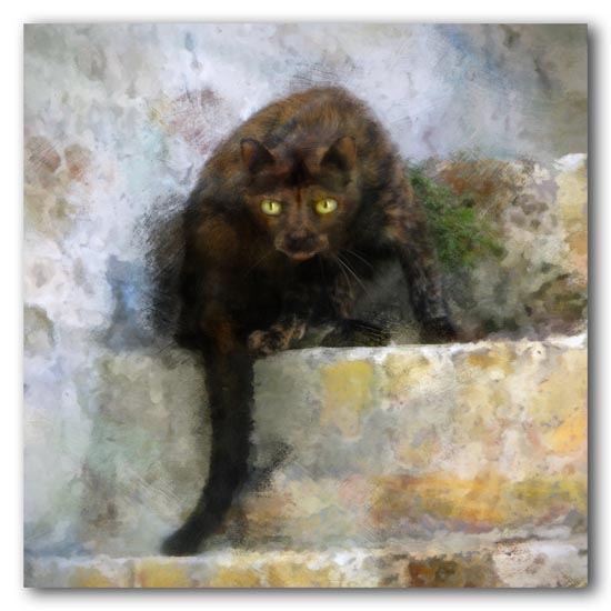 Feral Feline -- 2009