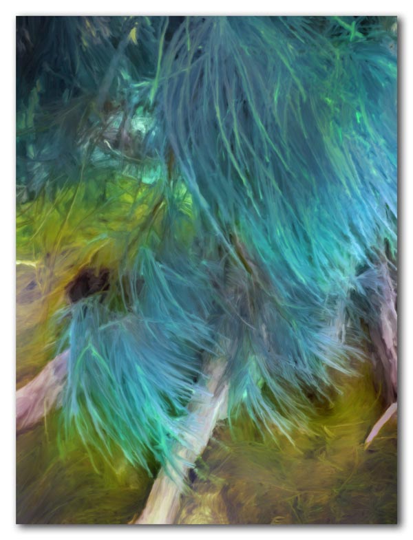 Breeze blowing through the Casuarina tree