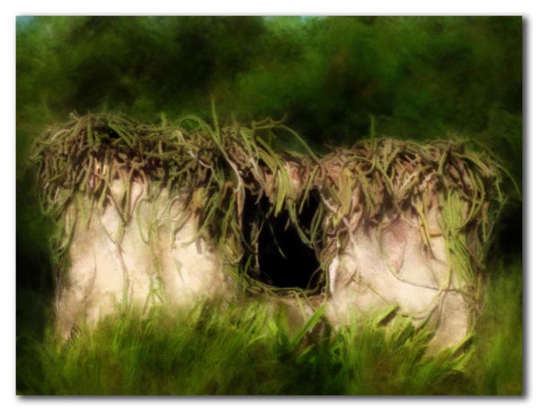 ruin with night-blooming cereus