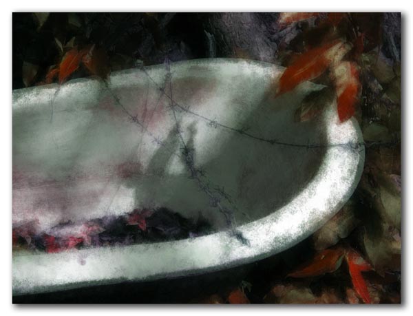 Barbed wire and bath tub in the woods