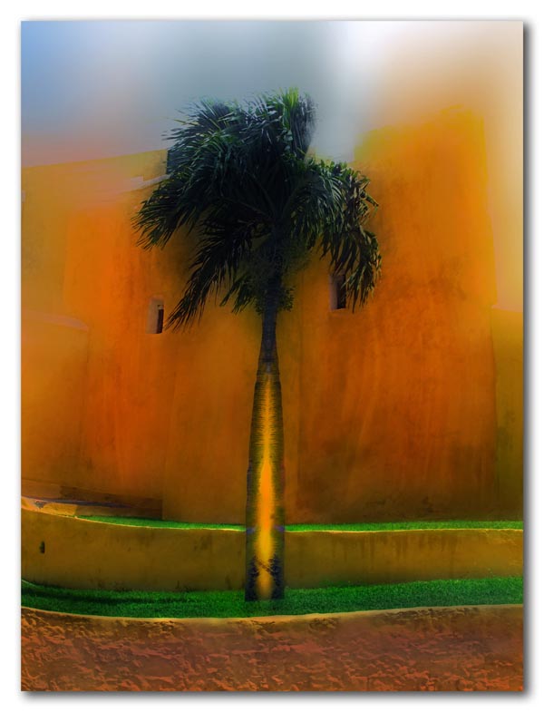an orange palm
