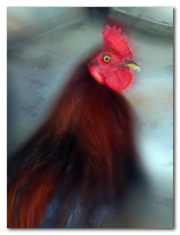 Portrait of a chicken