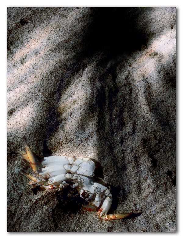 ghost crab hole