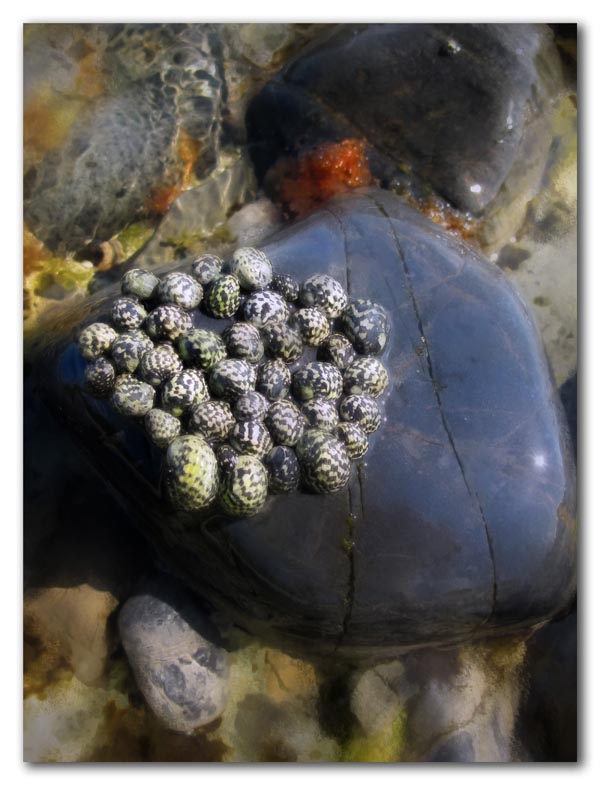 beauty where you find it