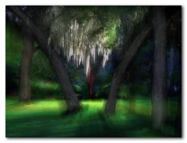 Spanish moss in Arlington Park