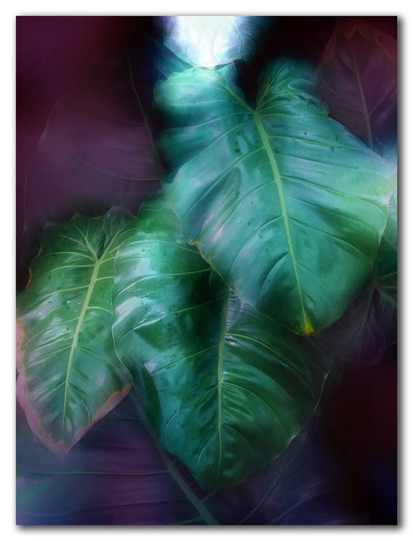 Philodendron