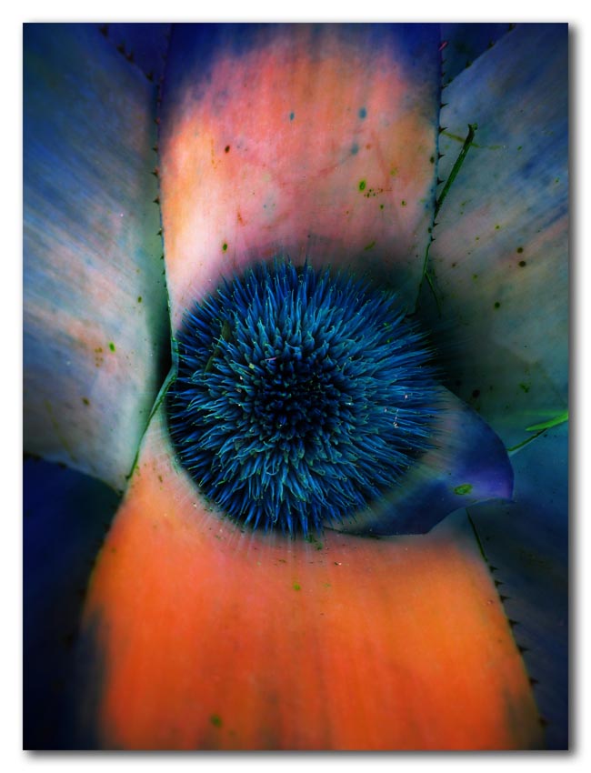 bromeliad inflorescence