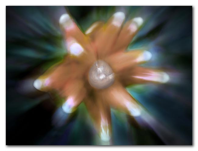 bromeliad inflorescence