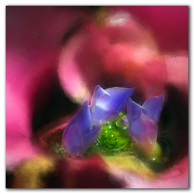 Pink with inflorescence