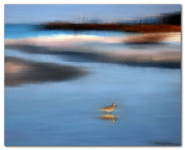 feeding in the shallows