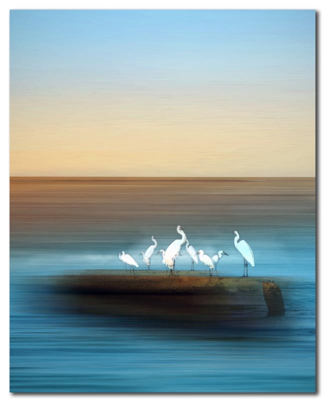 White Birds at Siesta Key