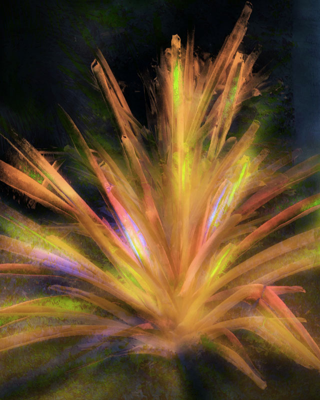 Golden Bromeliad
