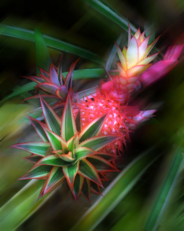 red pineapple at selby gardens