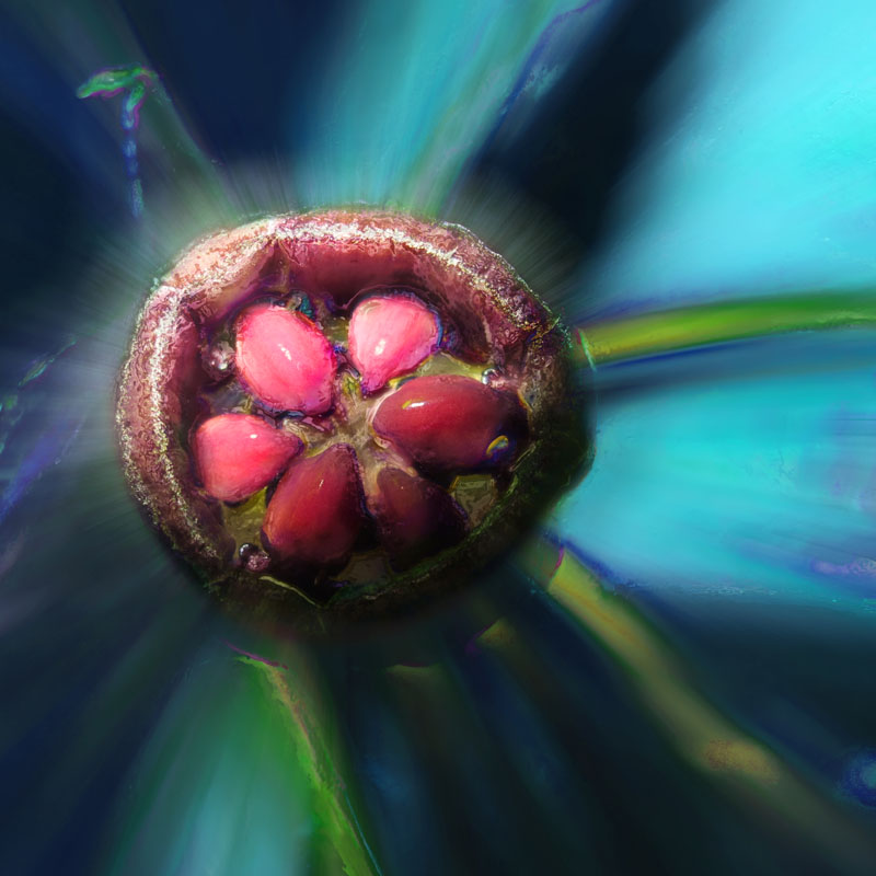 Seeds at Selby Botanical Garden