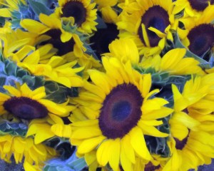 sunflowers