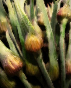 Garlic Scapes