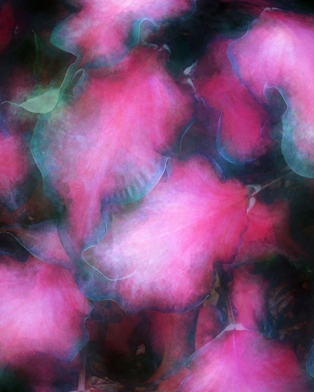 Feeling a Little Fuschia