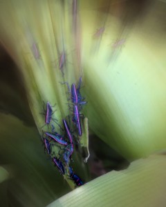 The Bugs Crawl In, The Bugs Crawl Out