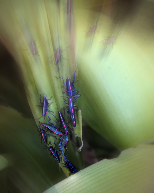 The Bugs Crawl In, The Bugs Crawl Out