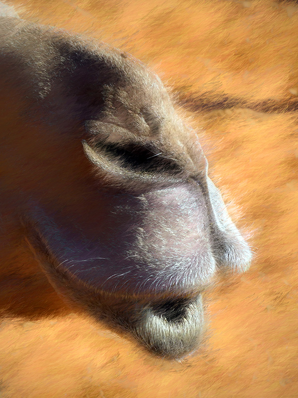 Camel's Nose